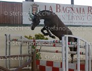 Capri FZ TosTour2013- S5 2972 : Arezzo, Arezzo Equestrian Centre, Capri FZ, Cavalli d'Italia, Toscana Tour 2013, foto di Stefano Secchi ©